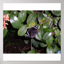 Schwarzweiss-Schmetterling Plakatdruck