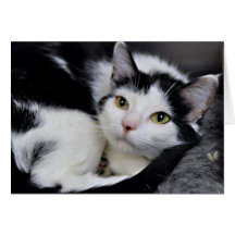 Schwarzweiss-Schutz-Katzen-Gruß/Mitteilungskarten