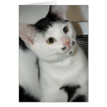Schwarzweiss-Schutz-Katzen-Gruß/Mitteilungskarten