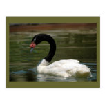 Schwarzweiss-Schwan-Postkarte
