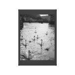 Schwarzweiss-Schwäne Gespannter Galeriedruck
