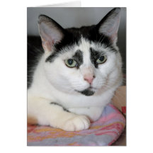 Schwarzweiss-Tuxedo-Katzen-Gruß/Mitteilungskarten