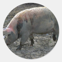 Schwein Aufkleber