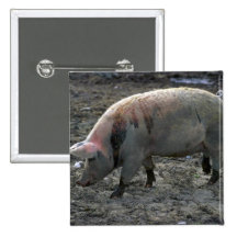 Schwein Button