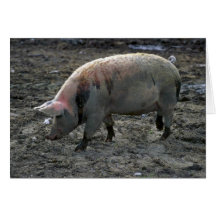 Schwein Grußkarten