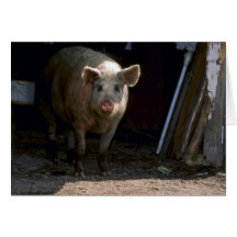 Schwein Karten