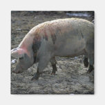 Schwein Kühlschrankmagnete