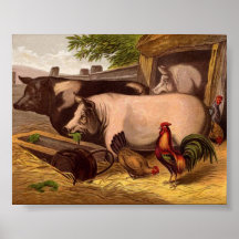 Schweine im Barnyard Plakatdruck