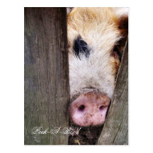 SCHWEINE POSTKARTEN