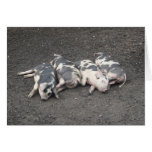 Schweinschlafen Grußkarte