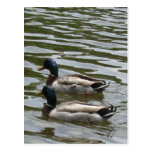 Schwimmen duckt Postkarte