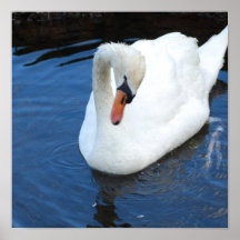 Schwimmen-Schwan-Plakat