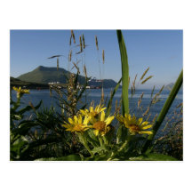 Seabeach Senecio, Unalaska Insel Postkarte