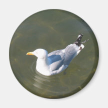 Seagul an Gossmans Dock Kühlschrankmagnet