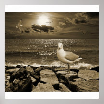 Seagull Posters