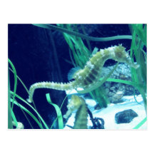 Seahorse Photo Post Card