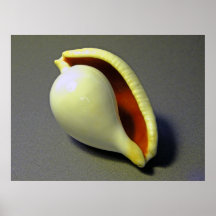Seashell-Ei Cowry cyreaea Ovum Plakatdrucke