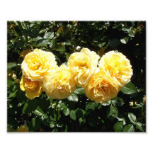 Sechs gelbe Rosen Fotografie