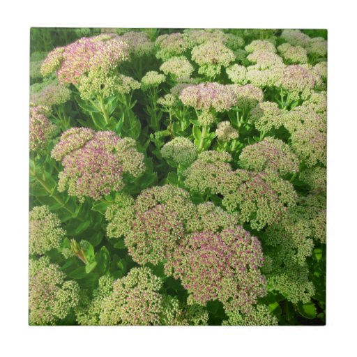 Sedum "Herbst-Freude " Kachel