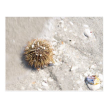 Seeigel in der Brandung Postkarten