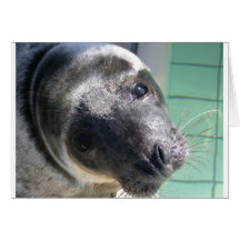 Seelöwe Karte