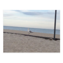 Seemöwe auf Strand Postkarten