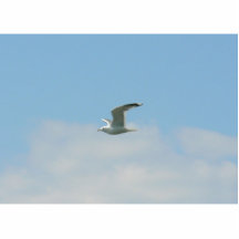 Seemöwe, die über Ozean fliegt Foto Ausschnitt