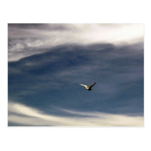 Seemöwe-Himmel-Postkarte