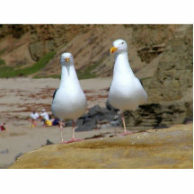 Seemöwen auf Ozean-Strand Acrylausschnitt