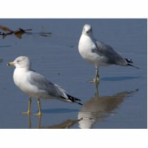Seemöwen in dem Ozean nahe Ozean-Strand in San Die Photoausschnitt