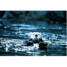 Seeotter Acryl Ausschnitte