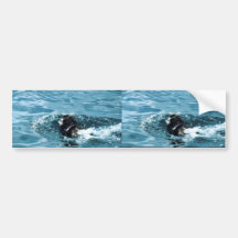 Seeotter Auto Sticker