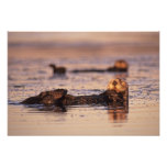 Seeotter, Enhydra lutris 6 Fotografie