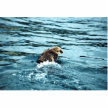 Seeotter Foto Figur