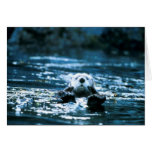 Seeotter Grußkarten