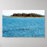 Seeotter Plakatdrucke