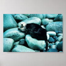 Seeotter Posterdruck