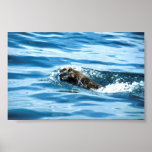 Seeotter Posterdrucke