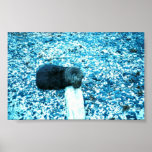 Seeotter Posterdrucke