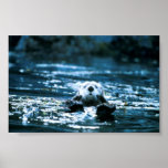 Seeotter Posterdrucke