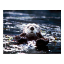 Seeotter-Schwimmen Postkarten