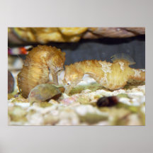 Seepferdeplakat