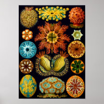 Seescheiden, Ernst Haeckel Plakat