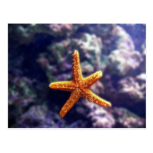 Seestern im Aquarium Postkarte