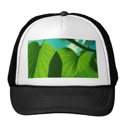 Seetraubenschatten Baseballcap