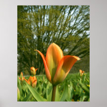 Sehnen nach Sonnenschein Poster