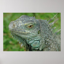 Seien Sie hier Drachen Poster