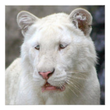 Seltene weiße Tiger-Einladung