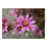 Sempervivum tectorum karte
