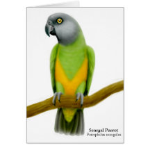 Senegal-Papageien-Gruß-Karte